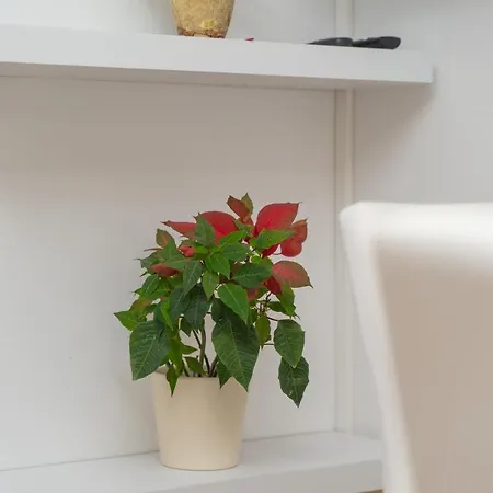 Apartment Divanovic *